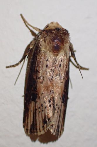 Réf. 244 266 : Axylia putris
